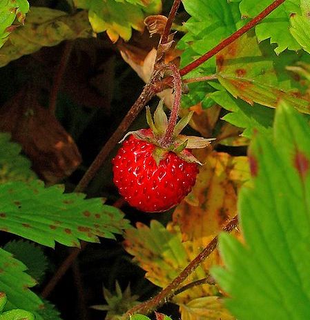 Woodland Strawberry. Image courtesy of H. Zell, Wikimedia commons 